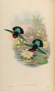 Eulampis jugularis alkotó: John Gould